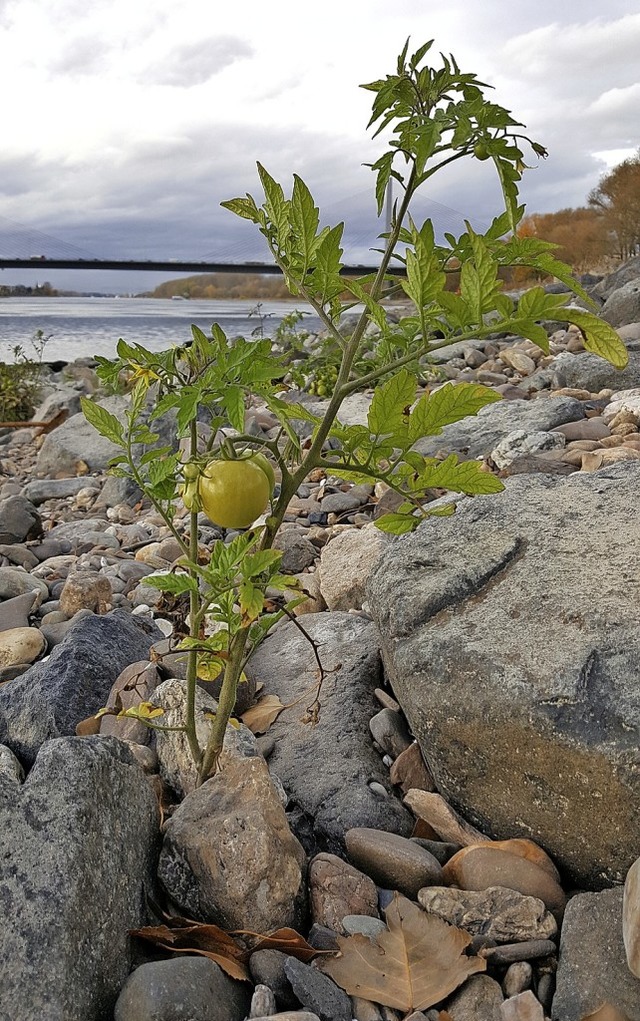 Tomaten im Rhein bei Bonn  | Foto: Sabine Wolter