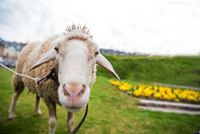 Drei in Tiengen entlaufene Gotland Sch... des Zugverkehrs gesorgt. (Symbolfoto)  | Foto: dpa