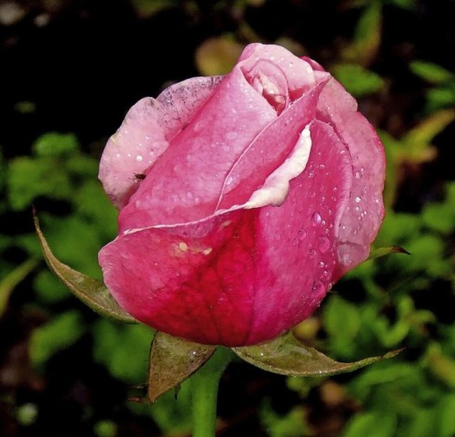 Kleine Frostperlen bedecken sanft die Rosenbltter.  | Foto: Dorothea Nusser-Schz