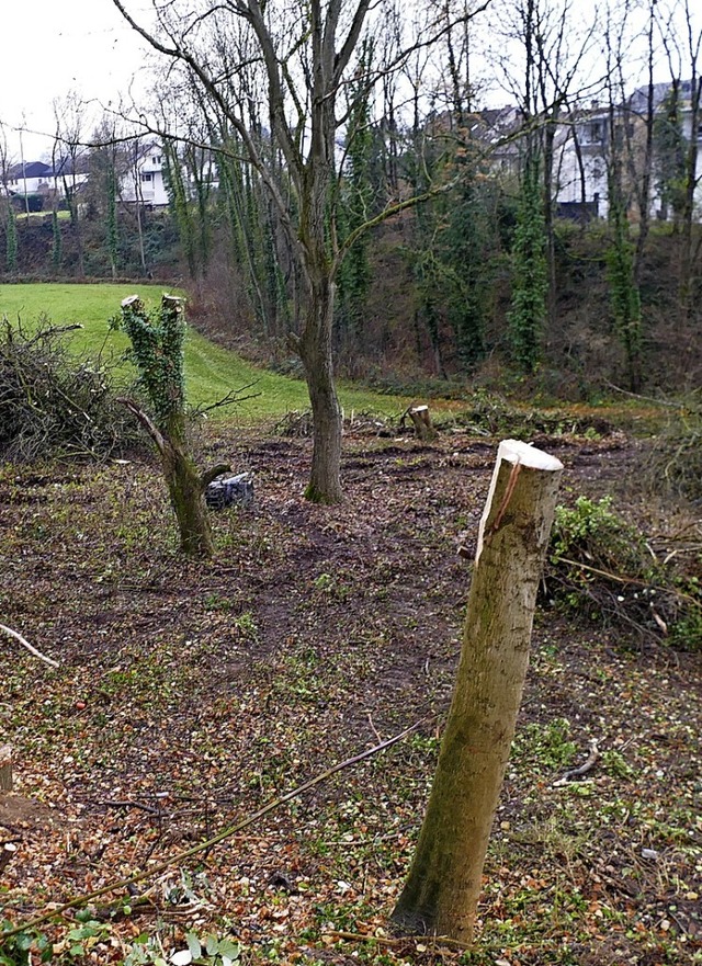 Baumstmme und -stmpfe, in denen  Fle...en wurde    &#8222;aufgerumt&#8220;.   | Foto: Langelott