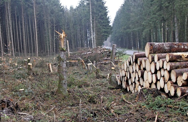 Groe Waldschden haben die Strme Anf...ch rechtzeitig aufgearbeitet werden.    | Foto: Dinort
