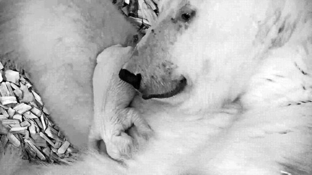 Eisbrin Tonja und ihr meerschweinchengroes Neugeborenes  | Foto: dpa