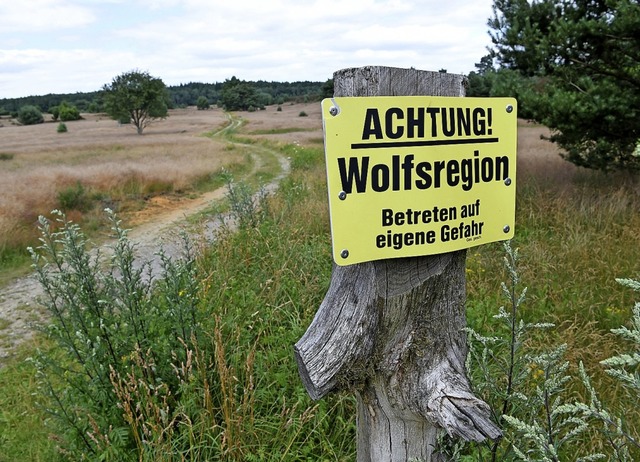 Obwohl Niedersachsen in einer Wolfsreg...f fr den Angriff verantwortlich ist.   | Foto: dpa