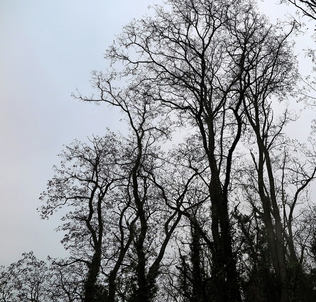 Robuster Baum mit Zukunft im Rheinwald: die Robinie  | Foto: B. Ehrlich