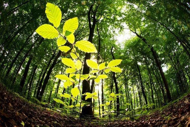 Der Klimawandel ist eine Gefahr fr die Buchen im Schwarzwald