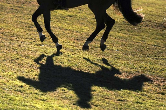 Ein Pferd hat sich am Samstagmorgen be... zu schnell entgegen kam (Symbolbild).  | Foto: dpa