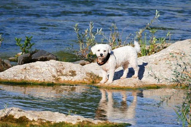 Hundehalterin versucht, ihren Vierbeiner aus dem Rhein zu retten und lst damit Rettungseinsatz aus