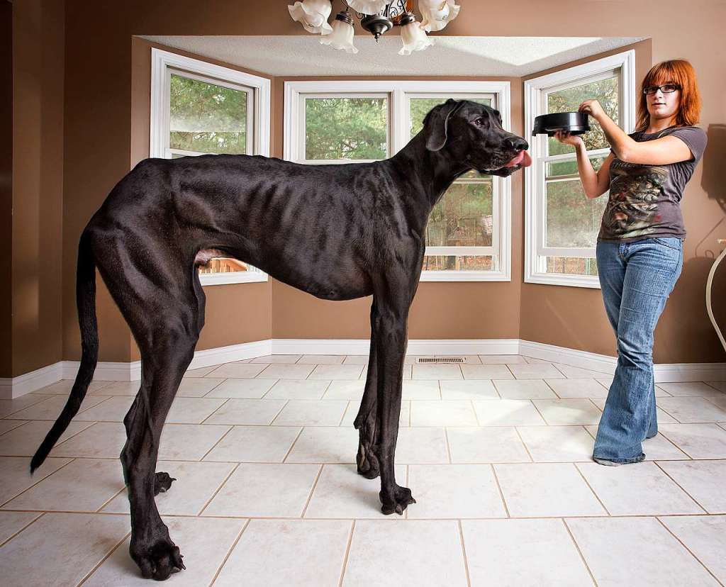 Das ist größte Hund der Welt - Panorama Badische Zeitung