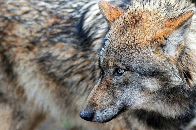 Zu welchem Rudel gehrt der Wolf? (Symbolbild)  | Foto: dpa