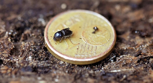 Viel kleiner als eine Centmnze ist de...cht das Insekt groe Schden im Wald.   | Foto: dpa