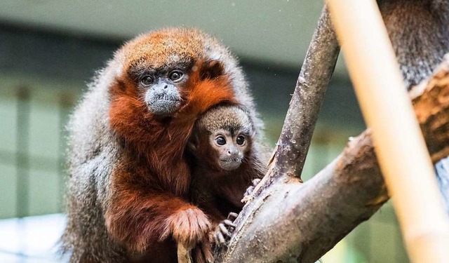 Noch ganz nah bei der Mutter: Nachwuchs Payaso  | Foto: Zoo Basel (Torben Weber)