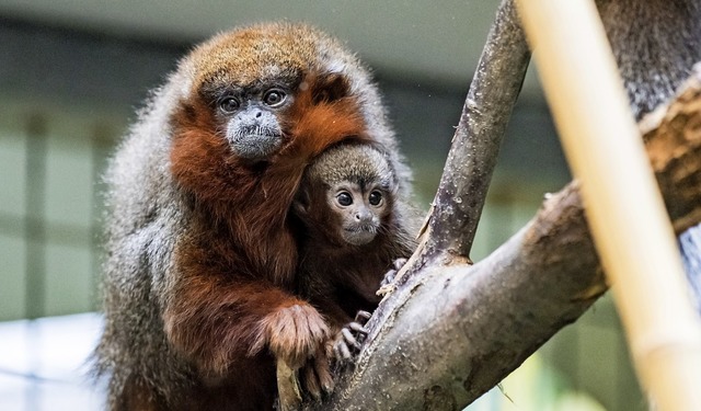   | Foto: Zoo Basel (Torben Weber)