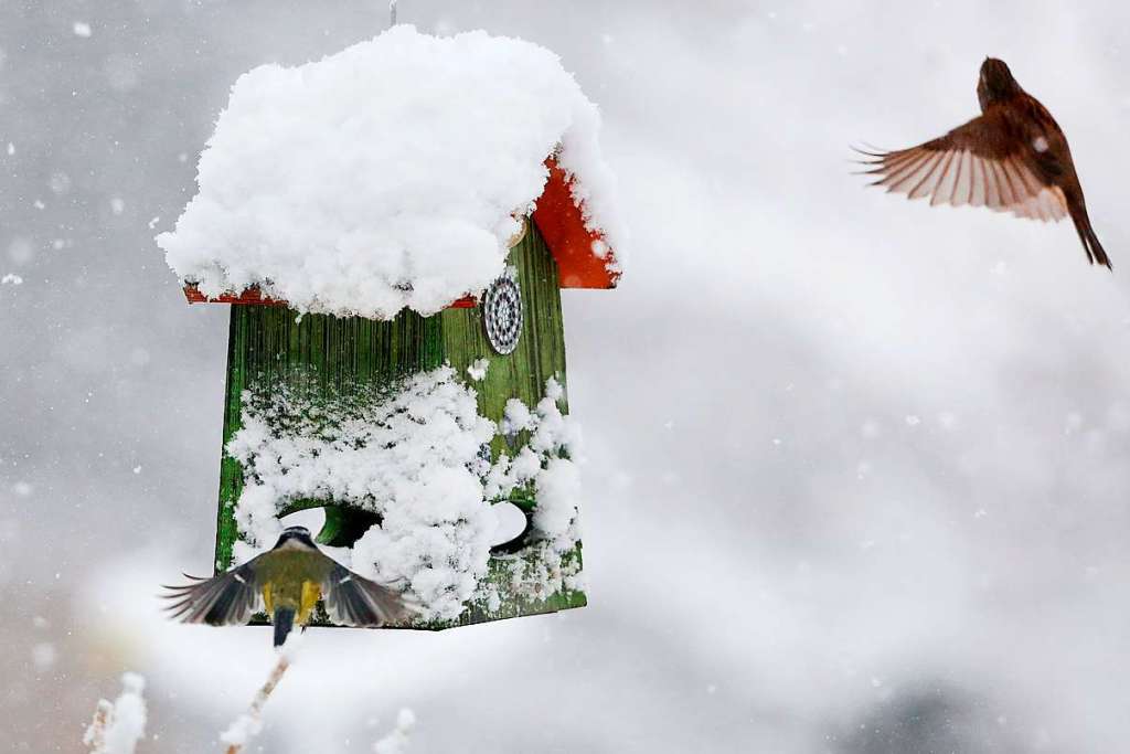 die vögel warten im winter vor dem fenster