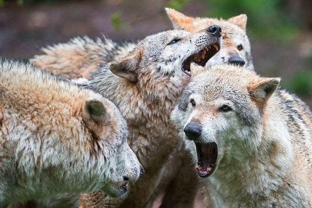 Grüne bekräftigen Nein zur Jagd auf Wölfe - Positionspapier vorgelegt