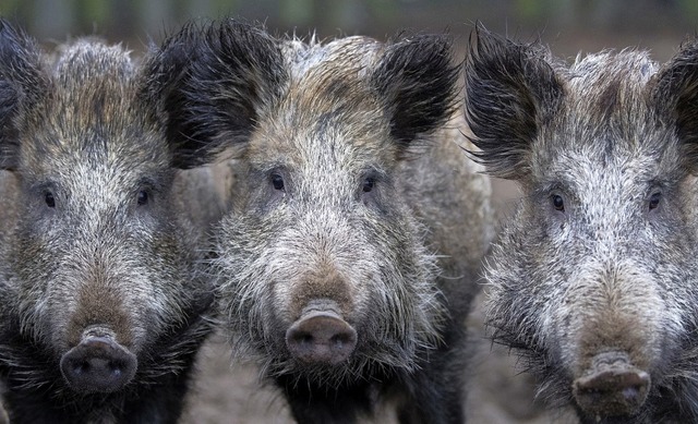 Wird die afrikanische Schweinepest fes...t eine Sperrzone eingerichtet werden.   | Foto: dpa