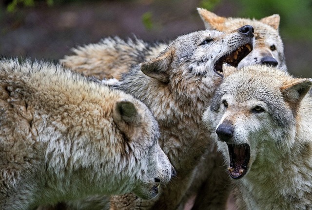 Der Wolf ist zurck im Land &#8211; un...r die Regierungsparteien in Stuttgart.  | Foto: dpa
