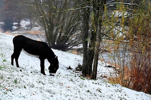 Eselwanderung: Warten auf das Christkind in der Natur  | Foto: Thomas kunz