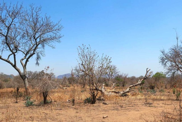 Drre ist eine der Folgen des Klimawan...es Stck Land in Malawi, Sdostafrika.  | Foto: dpa