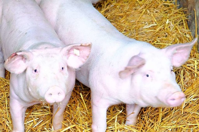 Im Stroh fhlen sich Schweine sauwohl.  | Foto: Martin Pfefferle
