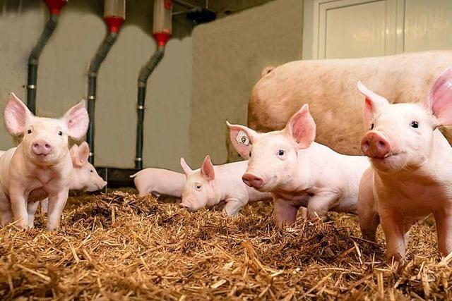 Tierschutzverein Rheinfelden setzt sich fr Ferkel ein