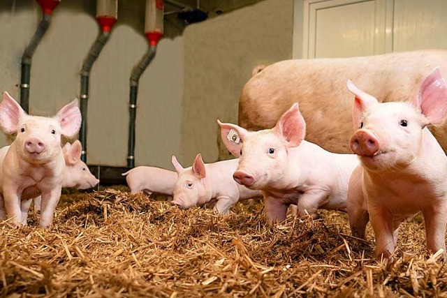 Ferkel werden in Deutschland ohne Bet...tzer sind darber emprt (Symbolbild).  | Foto: adobe.coma