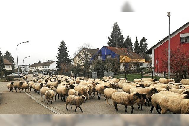 Schfchen ziehen durch Nollingen