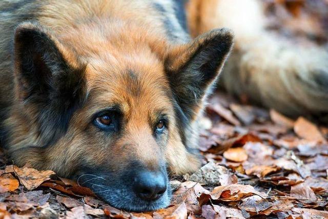 Erboste Hundehalter empfinden Verdopplung der Hundesteuer als Wucher