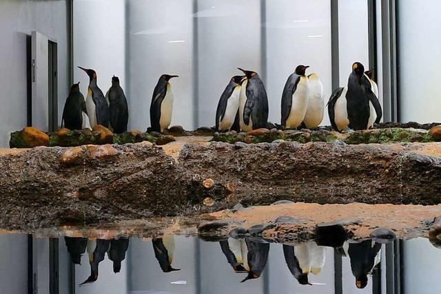Die Pinguine sind in den Basler Zoo zurckgekehrt
