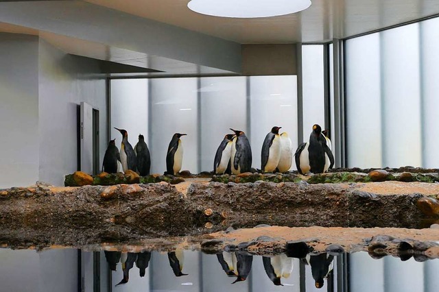 Die Knigspinguine sind wieder in Base...ich schon ziemlich wohl im neuen Heim.  | Foto: Kathrin Ganter