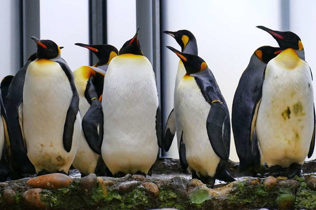 Pinguine mögen es eng.  | Foto: Kathrin Ganter