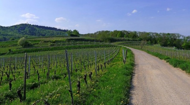 Blick ber das Gebiet Endhahle oberhal... Reben soll ein Steinbruch entstehen.   | Foto: Mario Schneberg