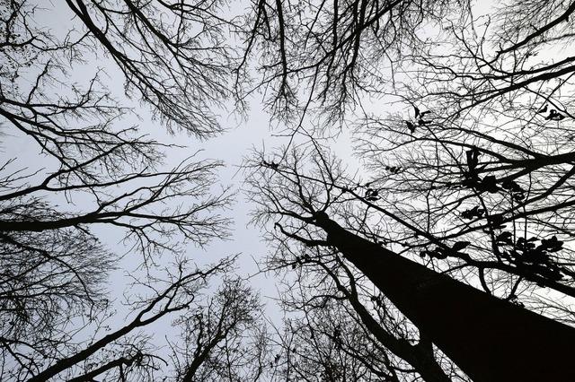 Trockenheit setzt dem Wald zu