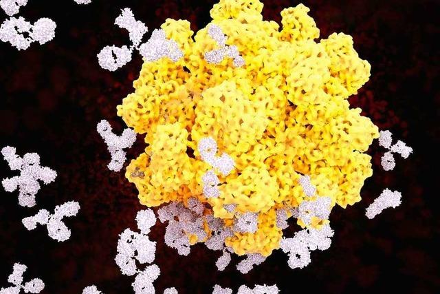 Das Norovirus verursachte den Durchfall nach der Weihnachtsfeier