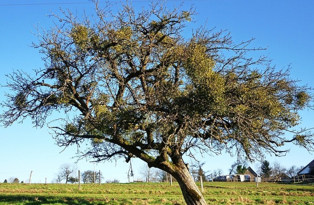 Misteln sind derzeit rund um Schopfheim vor allem an Obstbumen zu beobachten.   | Foto: Heinz Scholz