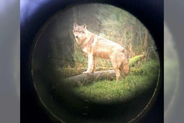 Es gibt keinen zweiten Wolf im Nordschwarzwald – nur eine falsche Kotprobe
