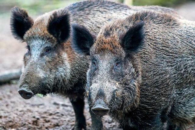 Um sie geht es: Wildschweine haben run...edichen erhebliche Schden verursacht.  | Foto: dpa