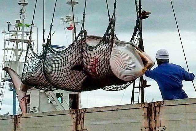 Japan jagt wieder kommerziell Wale