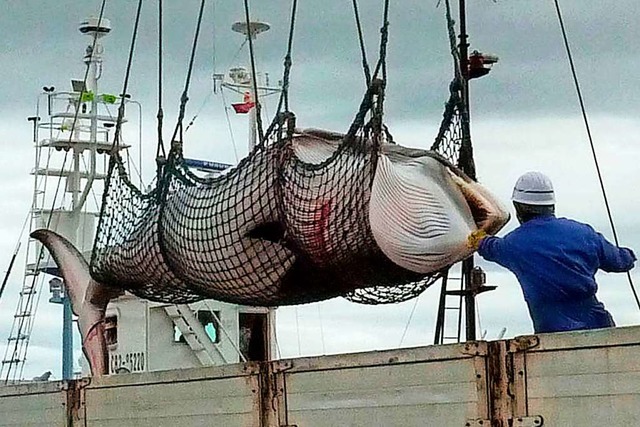 Japan will den Walfang wieder zulassen.  | Foto: dpa