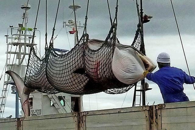 Japan lässt wieder auf Wale schießen