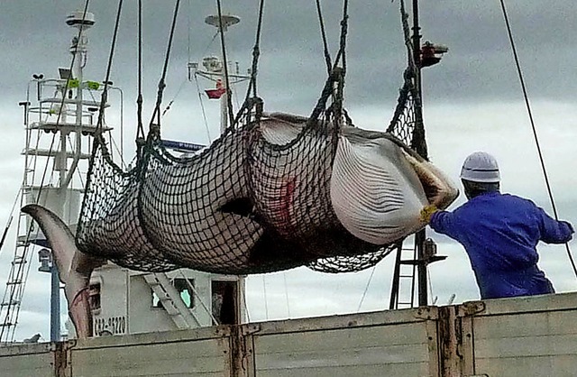 Nur ausnahmsweise, etwa zu &#8222;wiss...en, durften bisher Wale gejagt werden.  | Foto: dpa