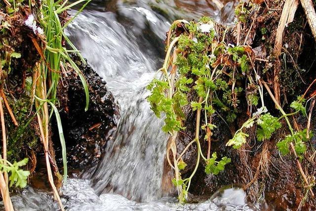 Die Quellen im Hotzenwald fllen sich wieder mit Wasser