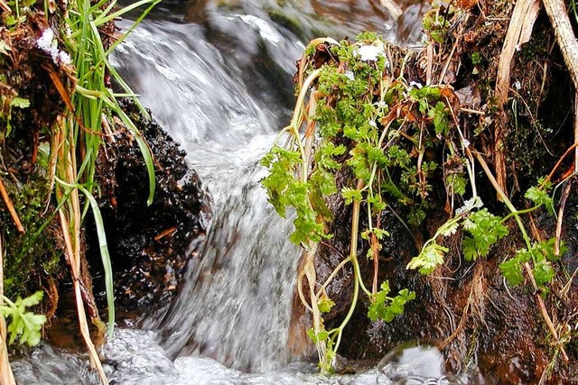 Die Quellen im Hotzenwald schtten wieder mehr Wasser.  | Foto: Wolfgang Adam