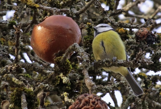 Welche und wie viele Vgel sind im win...ruft im Januar zu Vogelzhlungen auf.   | Foto: Dorothe Kuhlmann