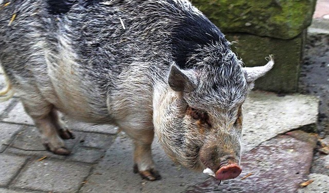 Das dicke Hngebauchschwein Piggy<ppp></ppp>  | Foto: THRO 