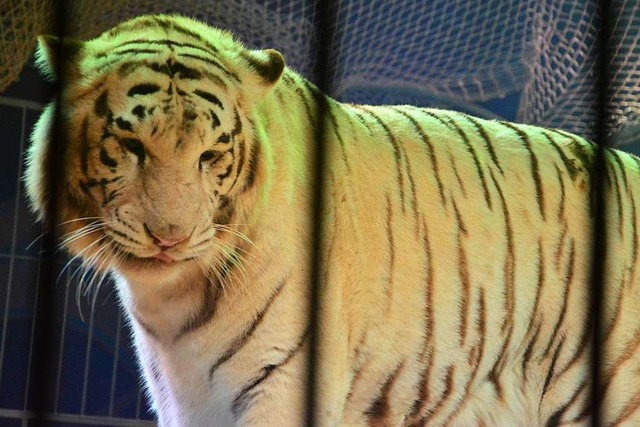 Tiger Alex folgt manchmal nicht, wenn er keine Lust dazu hat.  | Foto: Barbara Ruda