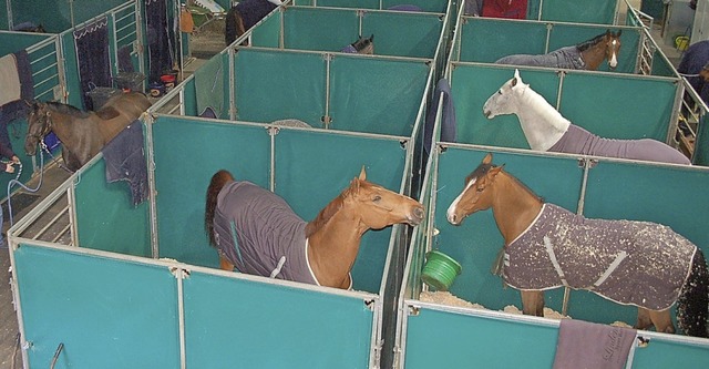Zahlreiche Top-Pferde werden in Offenburg erwartet.   | Foto: Archivfoto: hr