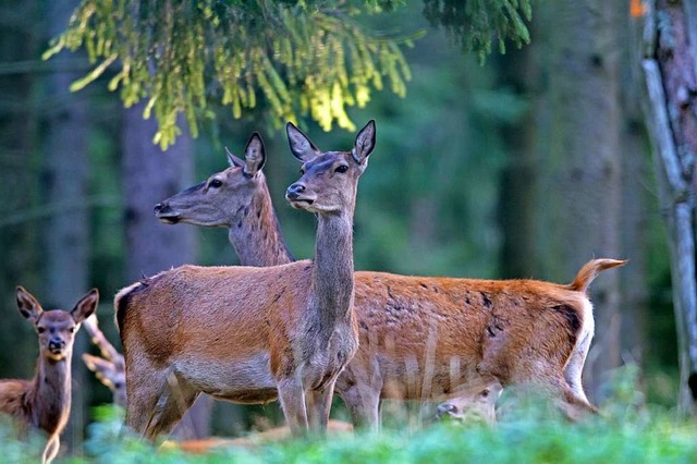 Frust kommt auf, wenn das Wild fr zu viel Verbissschden im Wald sorgt.  | Foto: Erich Marek