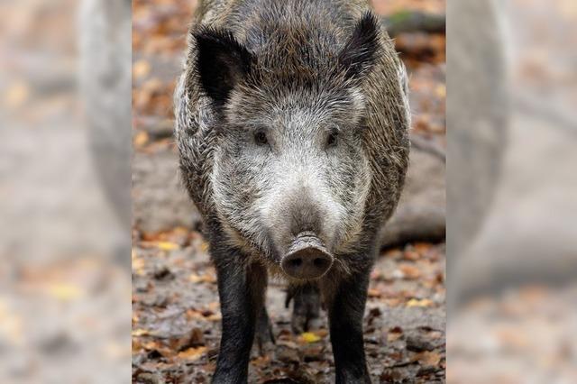 Wildschweins Glck, Jgers Pech