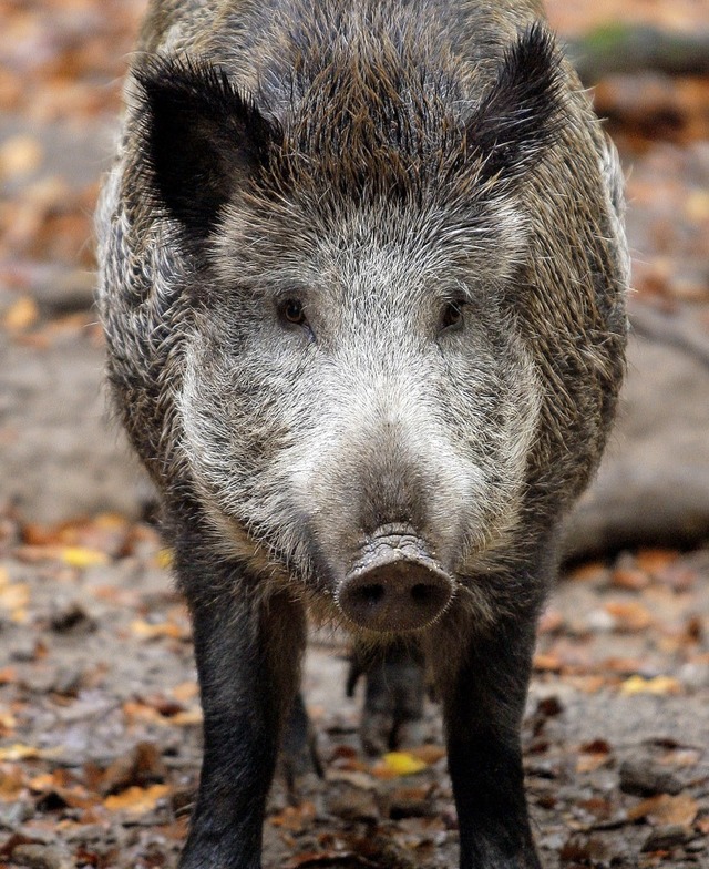 Schwein gehabt haben die Wildsue auf ...ind sie kaum vor die Flinte gekommen.   | Foto: Symbolfoto: dpa