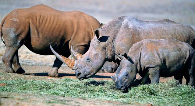 Aus was besteht das Horn eines Nashorns?  | Foto: STEPHANE DE SAKUTIN